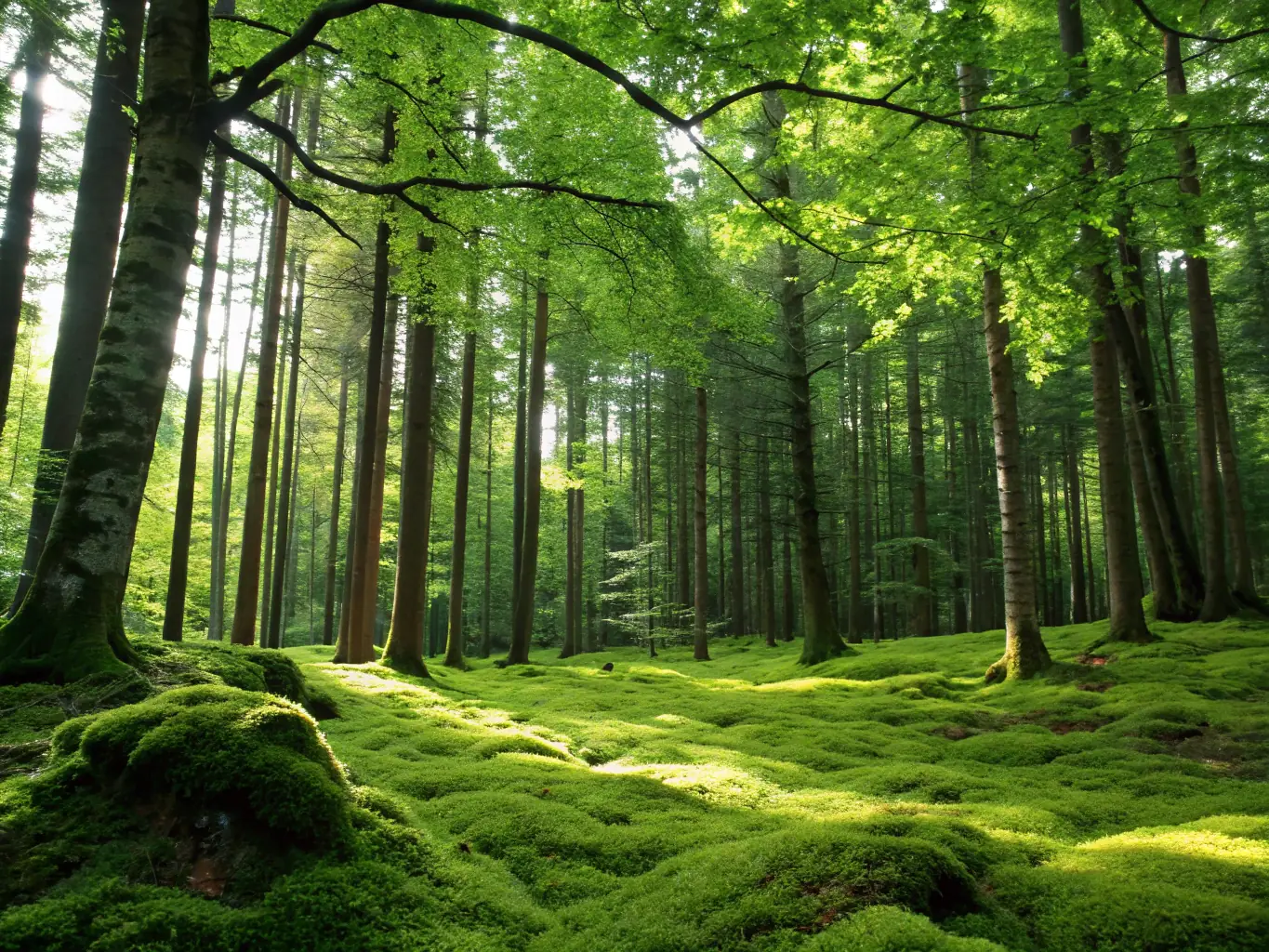 A photograph depicting a network of interconnected roots beneath a lush, green forest floor, symbolizing systems thinking and interconnectedness in education.